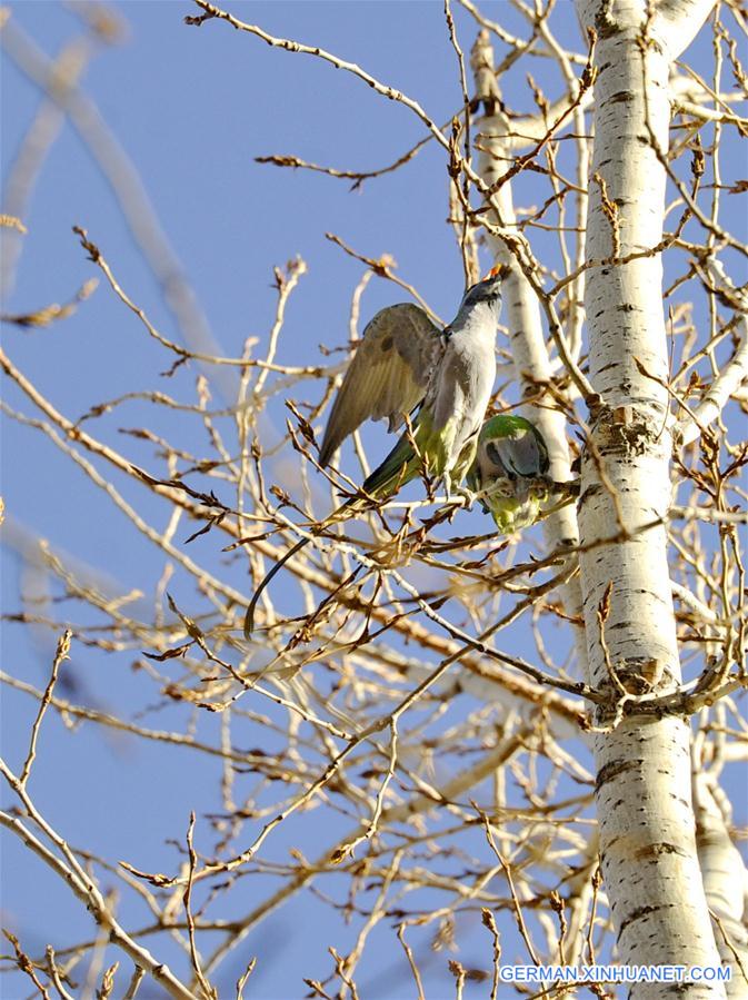 CHINA-TIBET-BIRDS (CN)