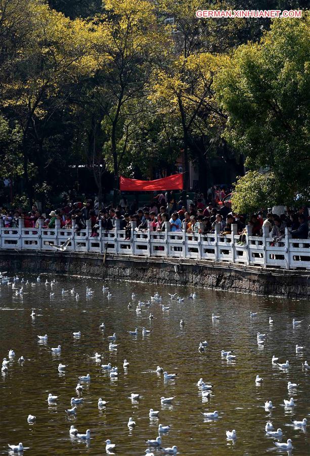 CHINA-YUNNAN-KUNMING-BLACK-HEADED GULL(CN)