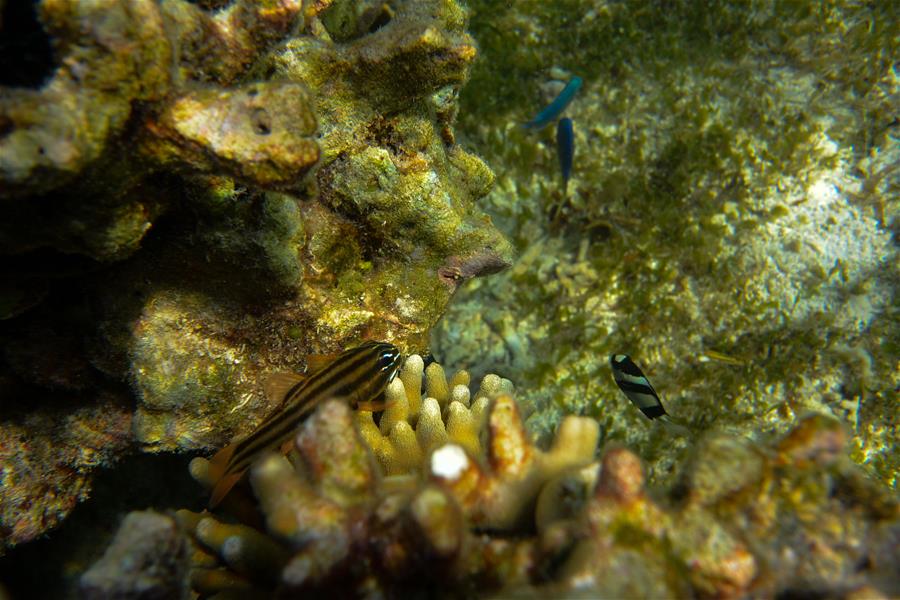 CHINA-HAINAN-SANSHA-UNDERWATER SCENERY (CN)