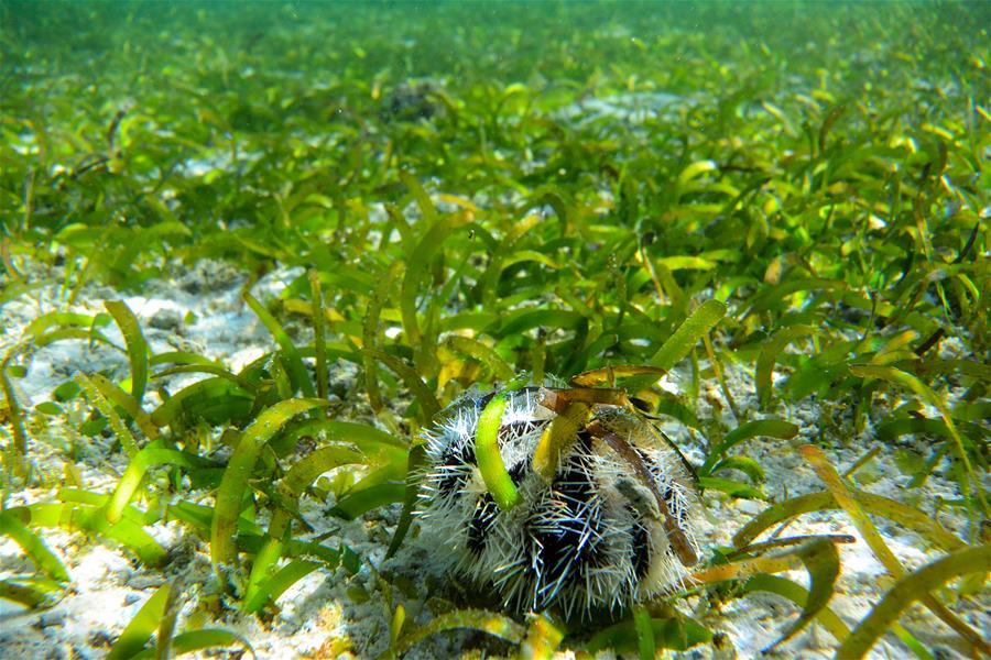 CHINA-HAINAN-SANSHA-UNDERWATER SCENERY (CN)