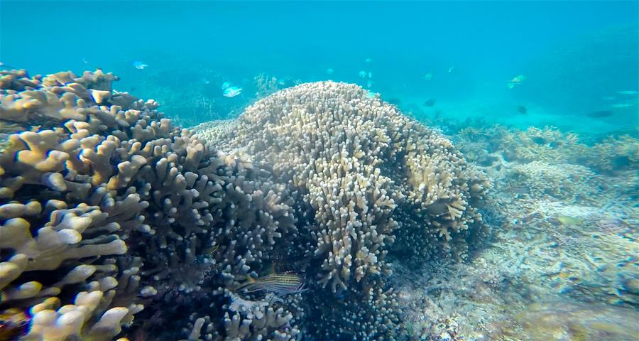 CHINA-HAINAN-SANSHA-UNDERWATER SCENERY (CN*)