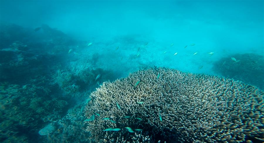 CHINA-HAINAN-SANSHA-UNDERWATER SCENERY (CN*)