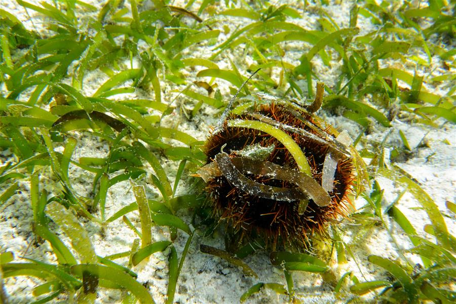 CHINA-HAINAN-SANSHA-UNDERWATER SCENERY (CN)