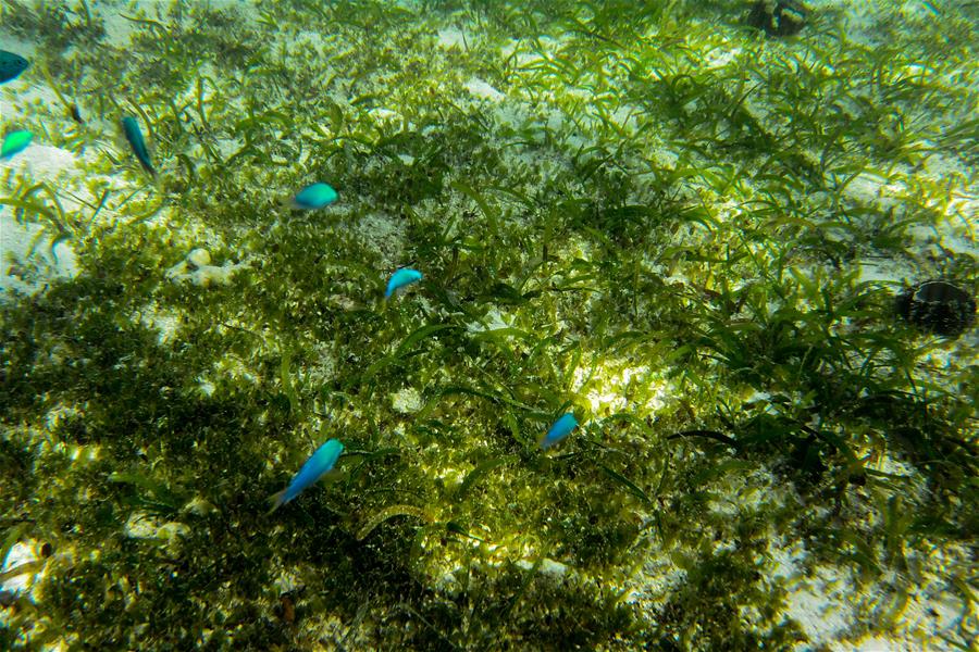 CHINA-HAINAN-SANSHA-UNDERWATER SCENERY (CN)