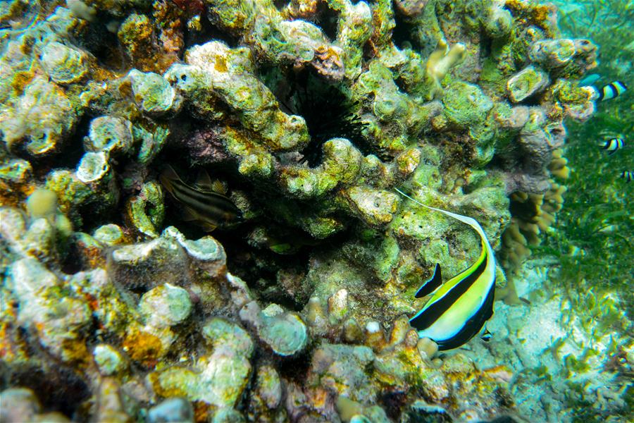 CHINA-HAINAN-SANSHA-UNDERWATER SCENERY (CN)