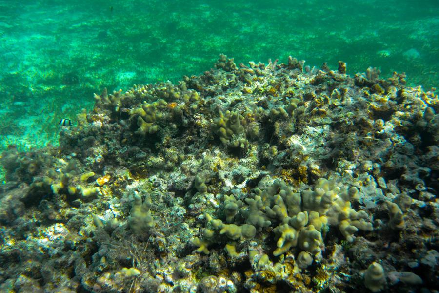 CHINA-HAINAN-SANSHA-UNDERWATER SCENERY (CN)