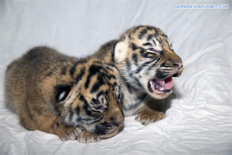 AUSTRALIA-SYDNEY-TIGER CUBS