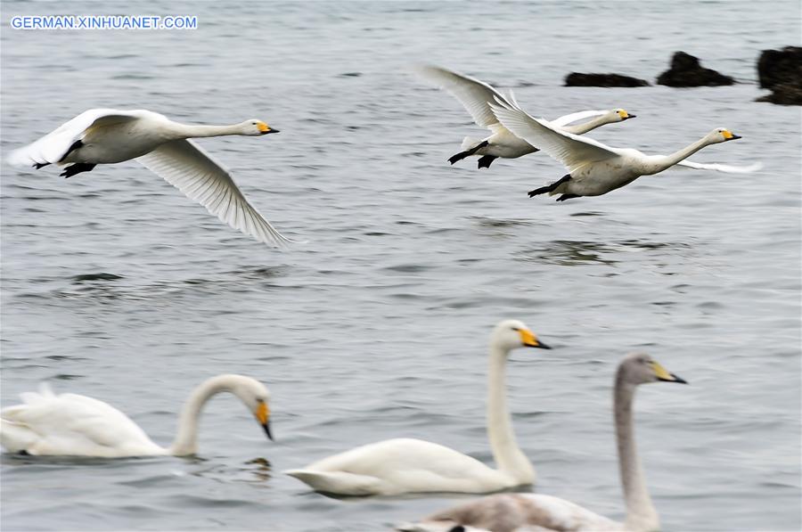 CHINA-SHANDONG-RONGCHENG-SWAN (CN)