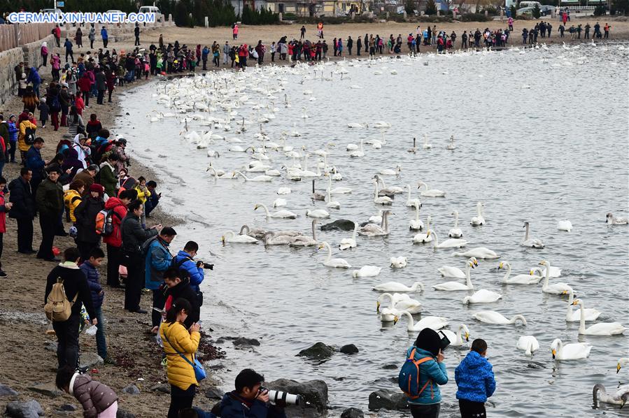 CHINA-SHANDONG-RONGCHENG-SWAN (CN)