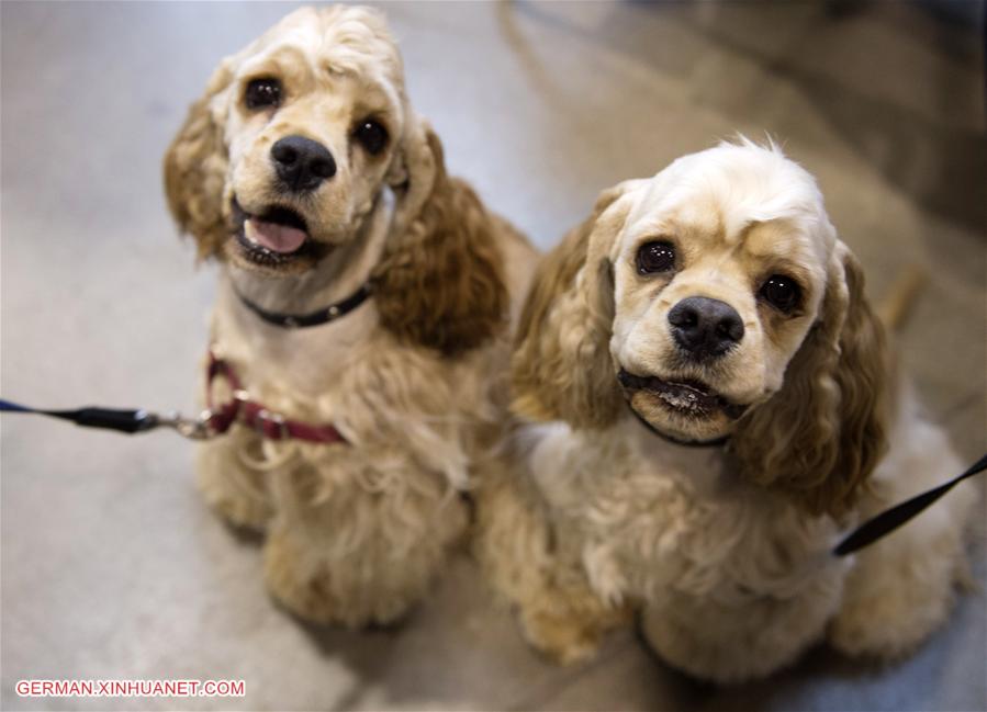 LITHUANIA-VILNIUS-INTERNATIONAL DOG EXHIBITION