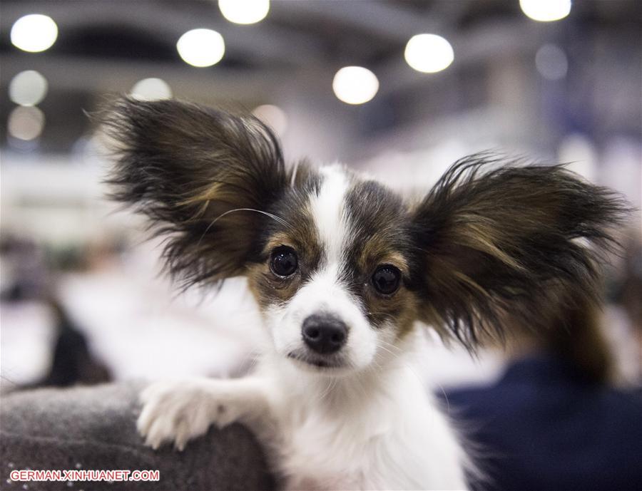 LITHUANIA-VILNIUS-INTERNATIONAL DOG EXHIBITION