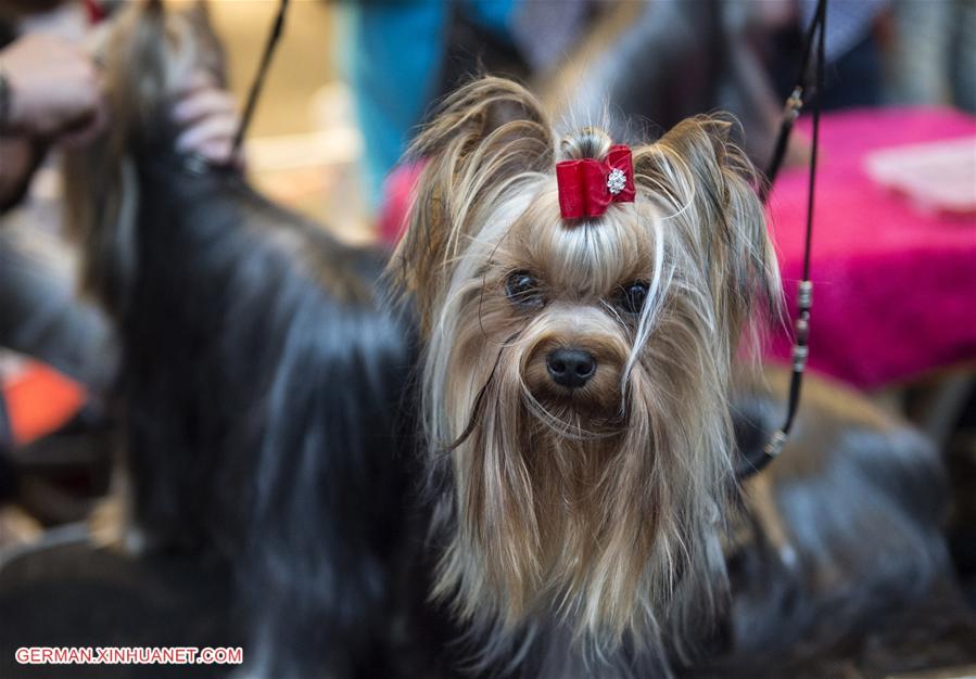 LITHUANIA-VILNIUS-INTERNATIONAL DOG EXHIBITION