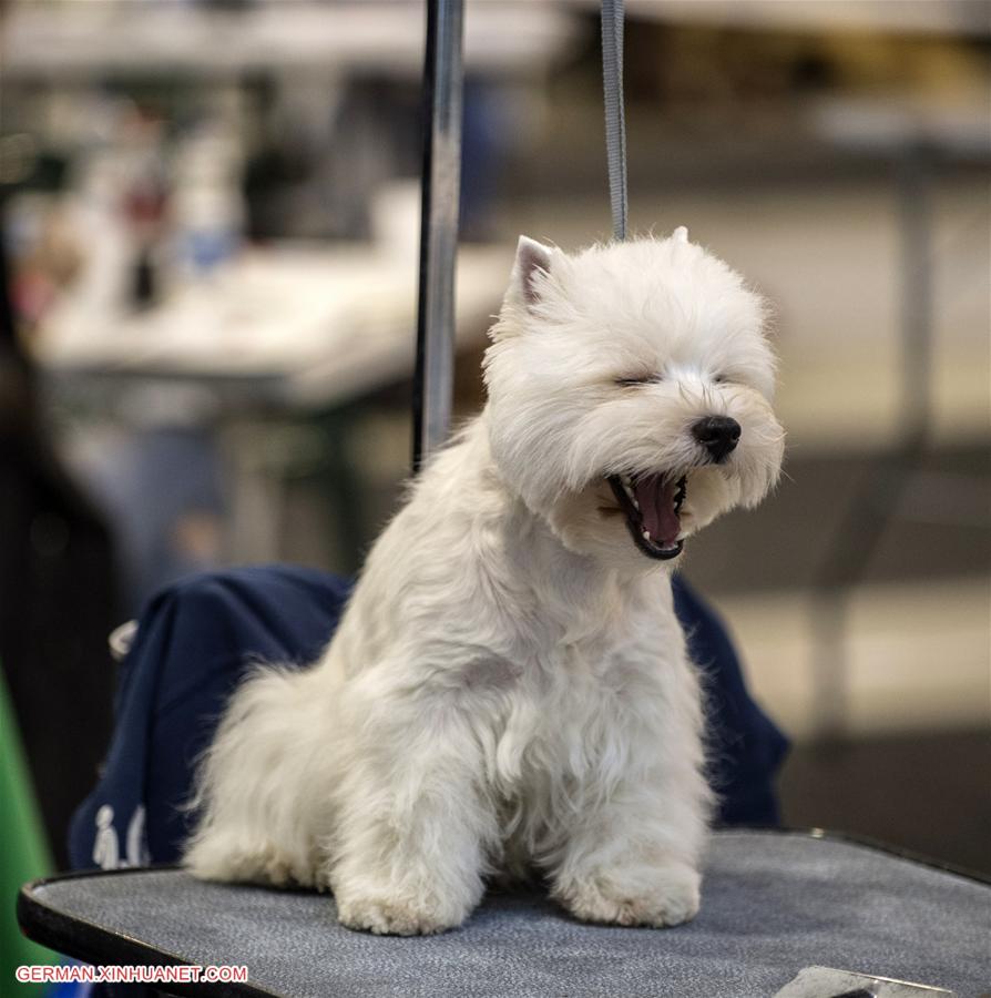 LITHUANIA-VILNIUS-INTERNATIONAL DOG EXHIBITION