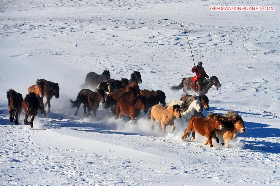 #CHINA-INNER MONGOLIA-BASHANG PASTURE-HORSES (CN)