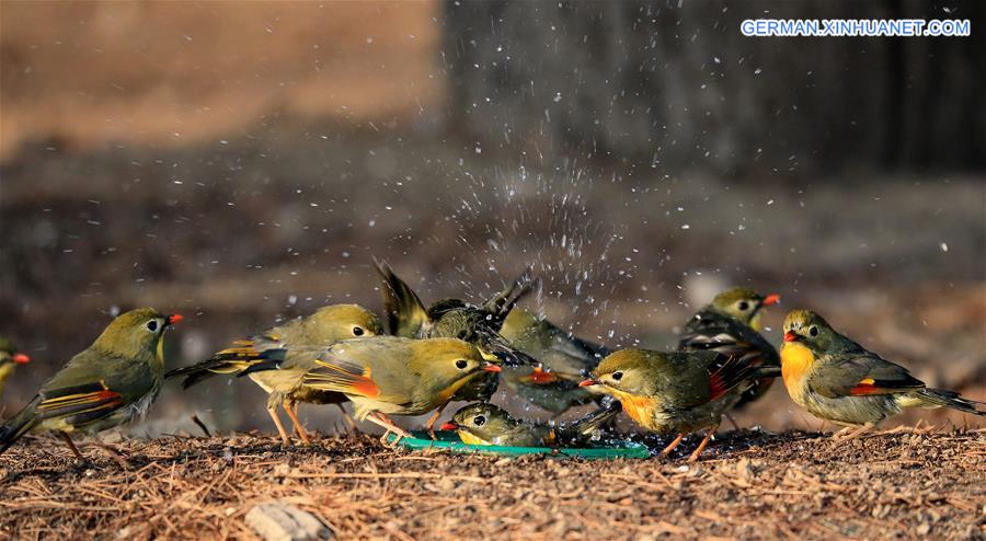 #CHINA-BEIJING-RED-BILLED LEIOTHRIX (CN)