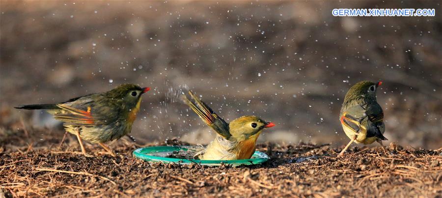 #CHINA-BEIJING-RED-BILLED LEIOTHRIX (CN)