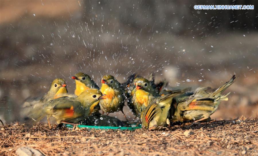 #CHINA-BEIJING-RED-BILLED LEIOTHRIX (CN)