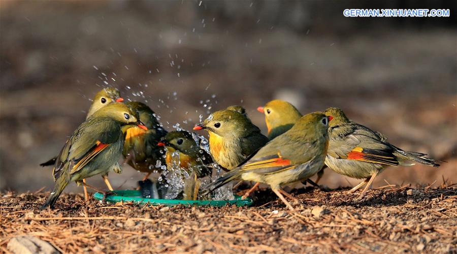 #CHINA-BEIJING-RED-BILLED LEIOTHRIX (CN)