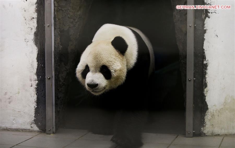 （国际·年终报道）（8）全世界都爱大熊猫