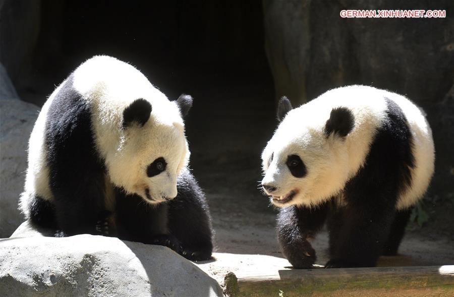 （国际·年终报道）（1）全世界都爱大熊猫