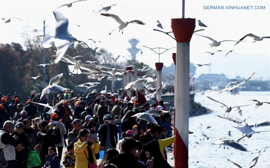 CHINA-YUNNAN-KUNMING-BLACK-HEADED GULLS (CN)