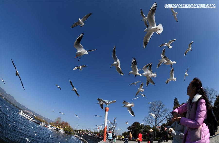 CHINA-YUNNAN-KUNMING-BLACK-HEADED GULLS (CN)