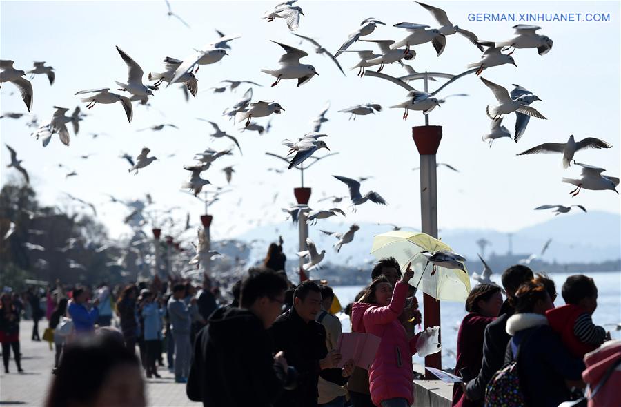 CHINA-YUNNAN-KUNMING-BLACK-HEADED GULLS (CN)