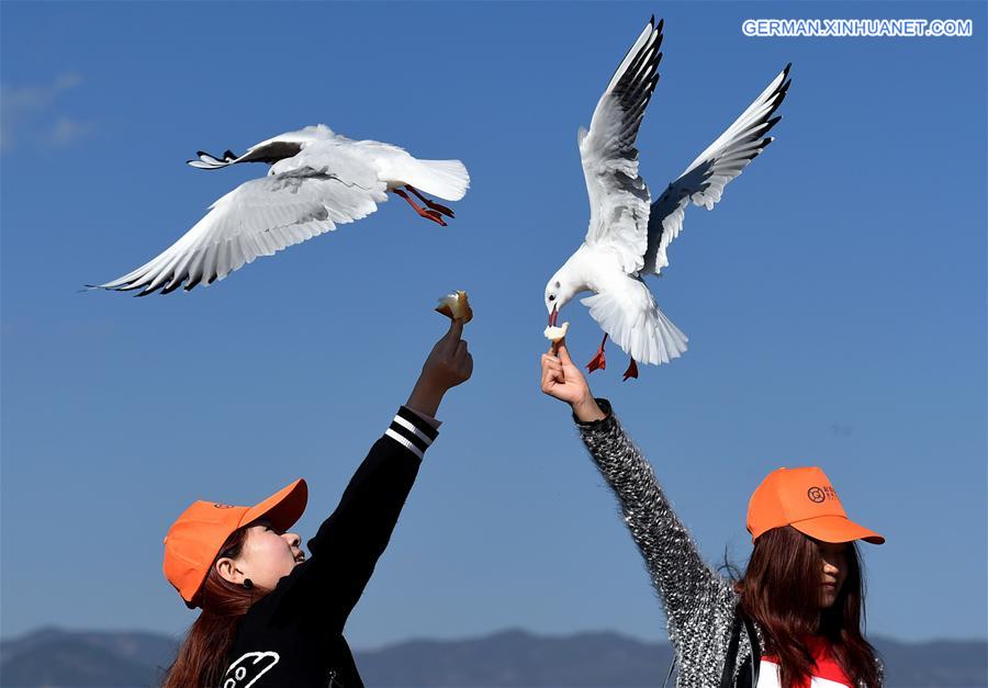 CHINA-YUNNAN-KUNMING-BLACK-HEADED GULLS (CN)