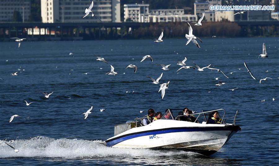 CHINA-YUNNAN-KUNMING-BLACK-HEADED GULLS (CN)