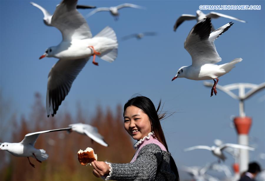 CHINA-YUNNAN-KUNMING-BLACK-HEADED GULLS (CN)