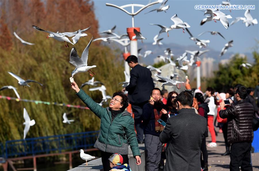 CHINA-YUNNAN-KUNMING-BLACK-HEADED GULLS (CN)