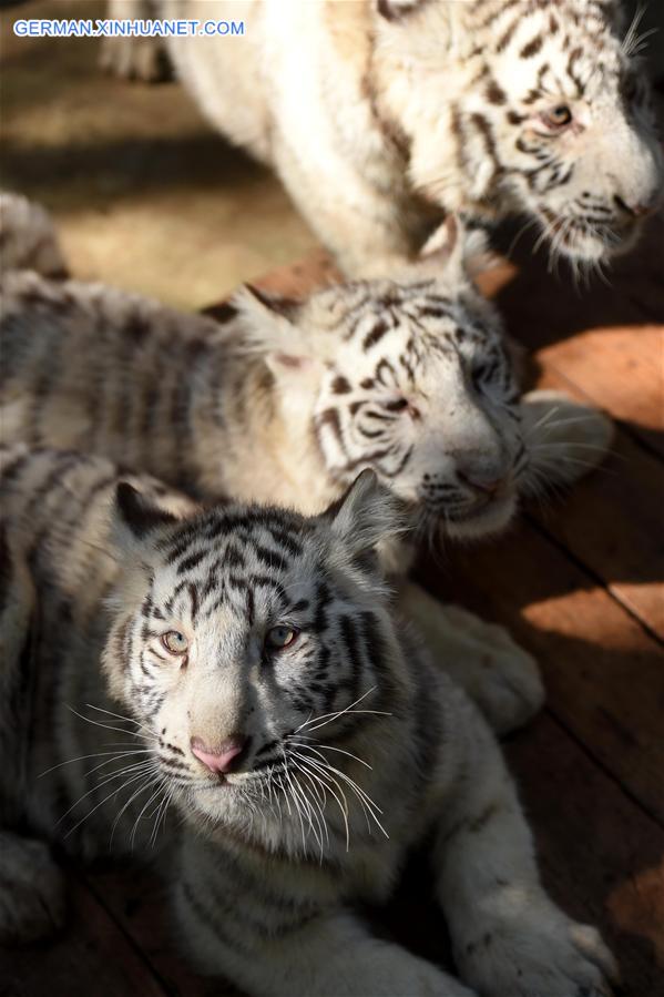 CHINA-YUNNAN-WHITE TIGER-QUINTUPLETS (CN)