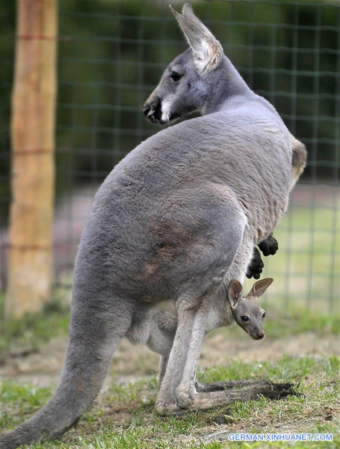 #CHINA-JIANGSU-YANGZHOU-KANGAROO (CN)