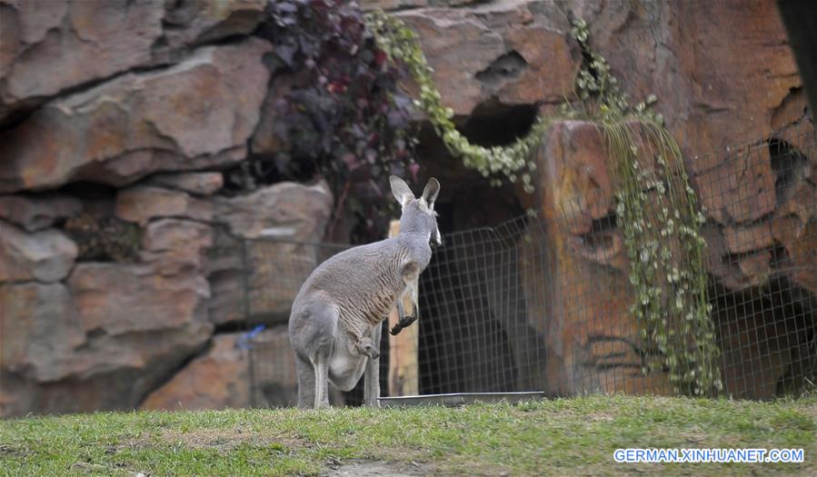 #CHINA-JIANGSU-YANGZHOU-KANGAROO (CN)