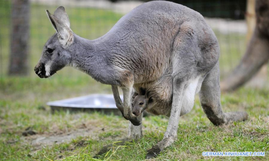 #CHINA-JIANGSU-YANGZHOU-KANGAROO (CN)