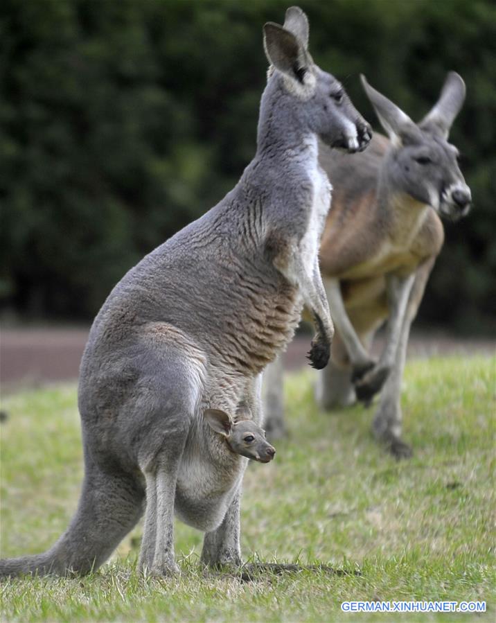 #CHINA-JIANGSU-YANGZHOU-KANGAROO (CN)