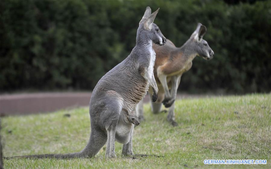 #CHINA-JIANGSU-YANGZHOU-KANGAROO (CN)