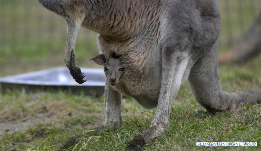 #CHINA-JIANGSU-YANGZHOU-KANGAROO (CN)