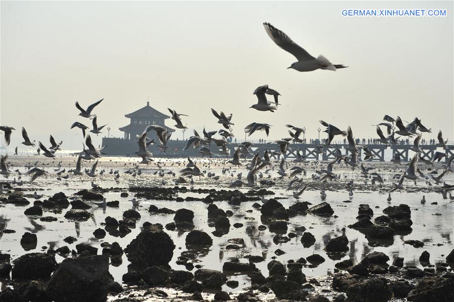 #CHINA-QINGDAO-BLACK-HEADED GULL(CN) 