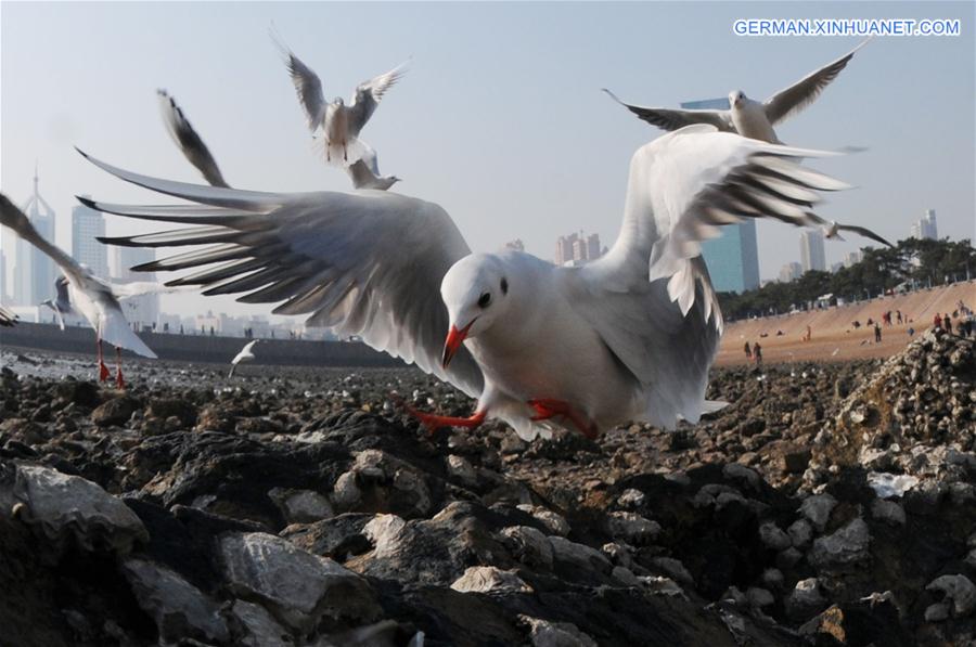 #CHINA-QINGDAO-BLACK-HEADED GULL(CN) 