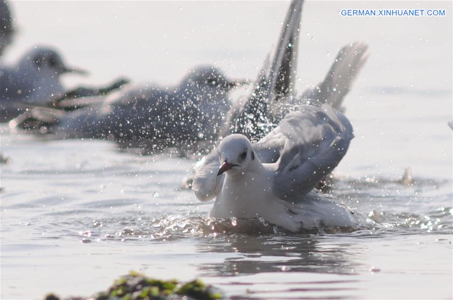 #CHINA-QINGDAO-BLACK-HEADED GULL(CN) 