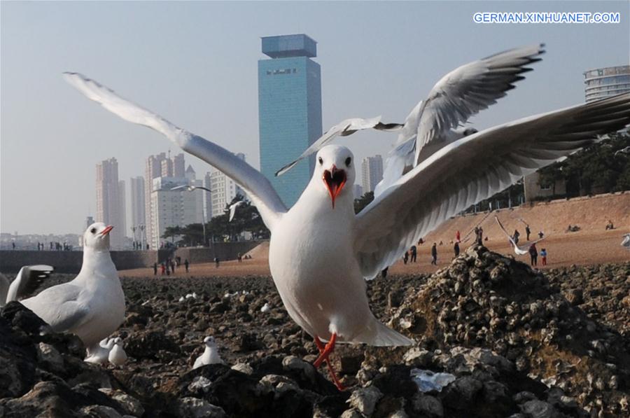 #CHINA-QINGDAO-BLACK-HEADED GULL(CN) 