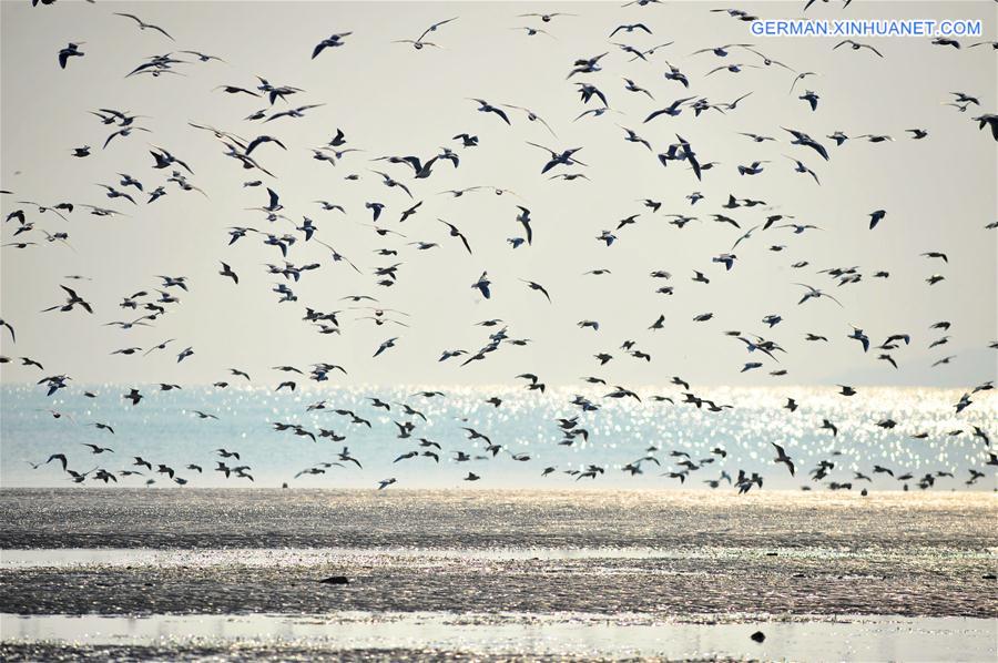 #CHINA-QINGDAO-BLACK-HEADED GULL(CN) 