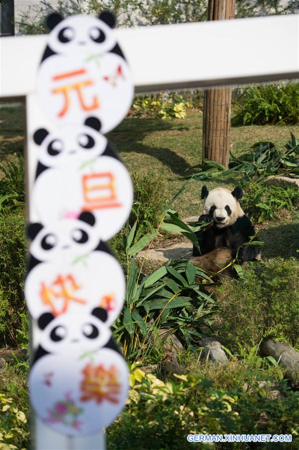 CHINA-MACAO-GIANT PANDA-NEW YEAR(CN)