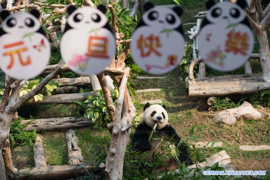 CHINA-MACAO-GIANT PANDA-NEW YEAR(CN)