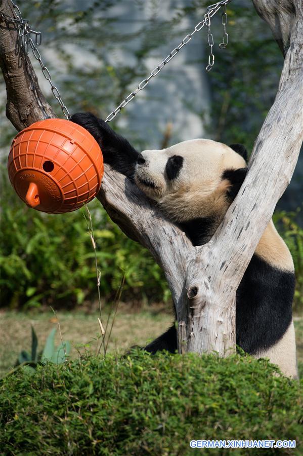 CHINA-MACAO-GIANT PANDA-NEW YEAR(CN)