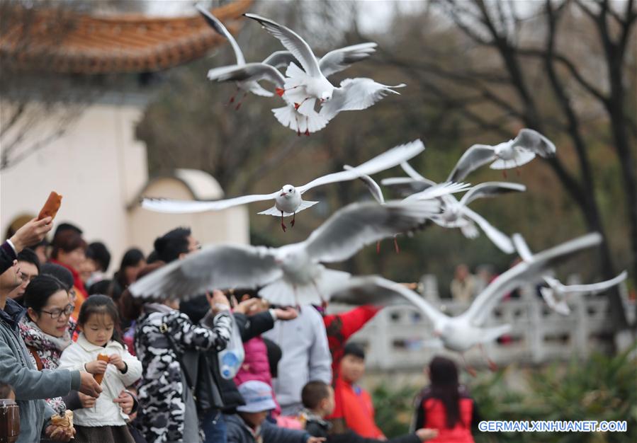 #CHINA-KUNMING-NEW YEAR (CN)