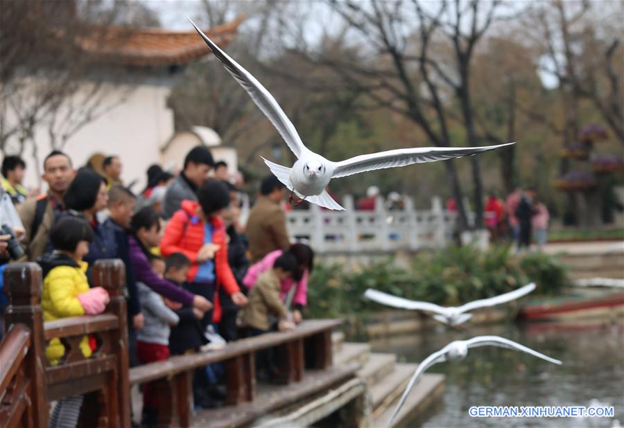 #CHINA-KUNMING-NEW YEAR (CN)