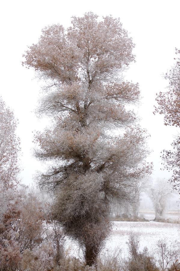 #CHINA-XINJIANG-RIME SCENERY (CN) 