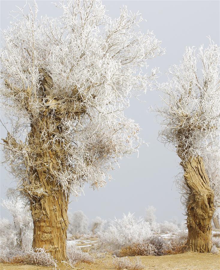 #CHINA-XINJIANG-RIME SCENERY (CN) 